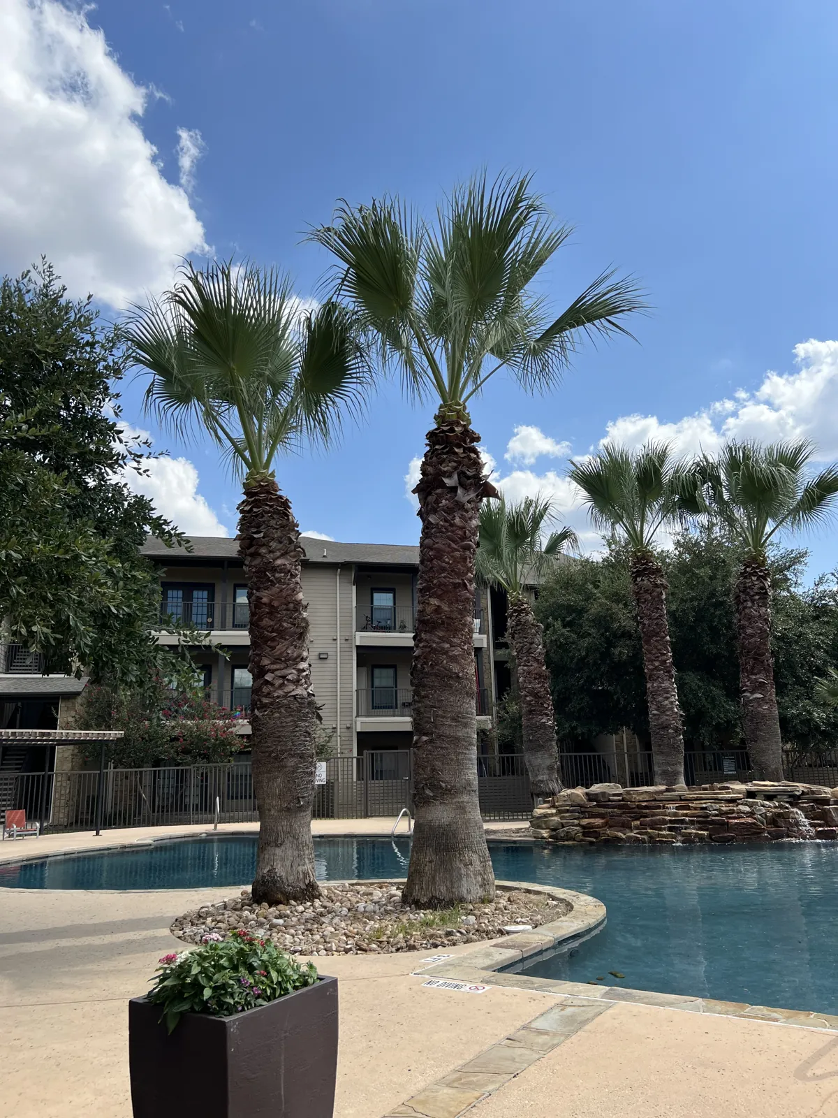A wider view of the palm-lined pool courtyard and rock planting beds at Palmera Apartments.